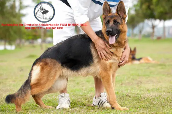 Biene von der Felsenschlucht