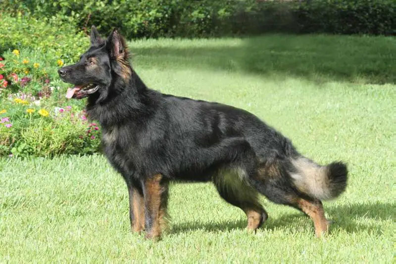 Izod von der Tetiaroa