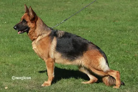 SG 36 ULM 2012 Ulme vom Frankengold