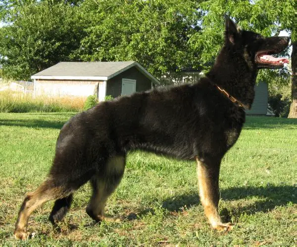 Kalonice Von Kistlerhaus