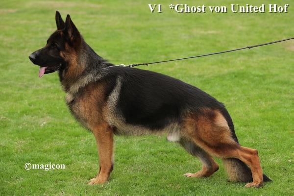 SG Ghost von United Hof