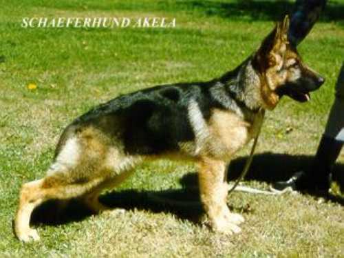 Schaeferhund Akela