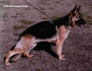Schaeferhund Cim