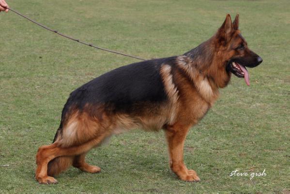 V Amore von der Stösserbank