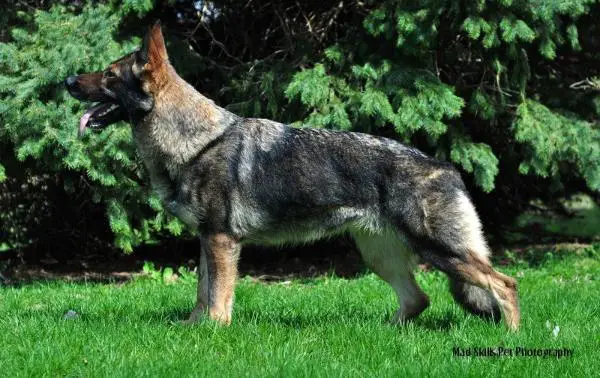 Roxy Von Der Traumenheim