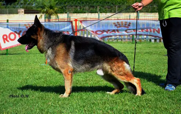 Cosmo Clever Canin