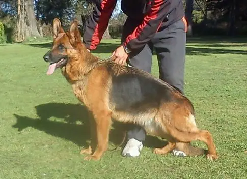 Esperanza von das Mäuschen