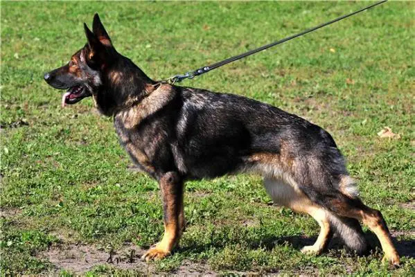 V Nancy vom Wellental