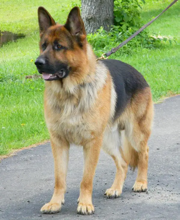 Eikelbergs Maximum Canine