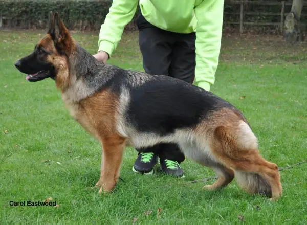 Reichsteiner Zingari