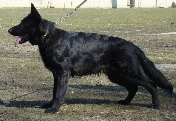 Chernaya Bestia