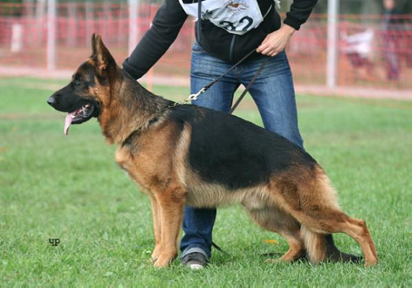 V, World Winner 2014, CH INT, FIN, RUS, GRAND, 3xRKF, RSLNO Igl Bi Yamato