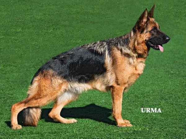 VA1(KAZ)2014 Kata vom Aspenhaus