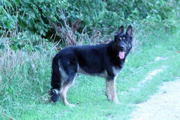 Rosehall's Dark Knight of Royalair