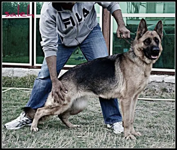 Chealsea Kuwait k9-team