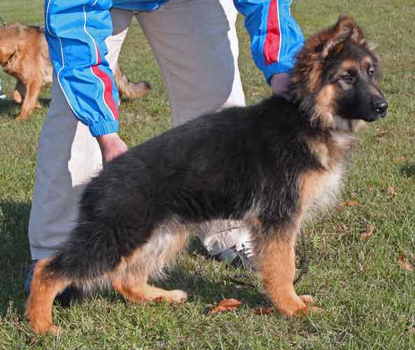 Zorro von der Hohen Warth