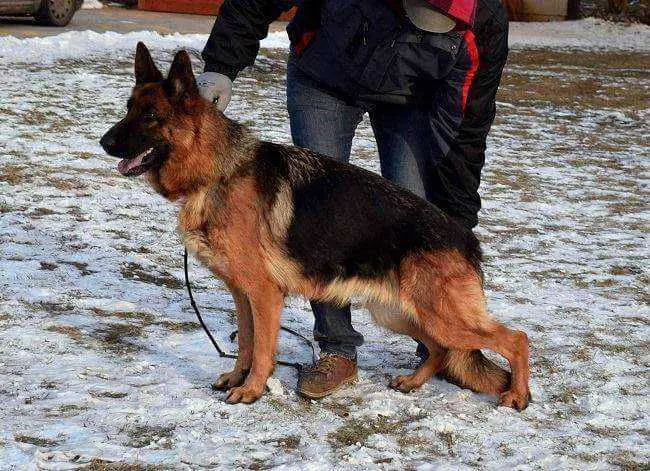 Angie von Haus Wildprinces