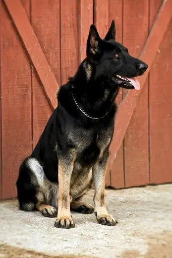 Goliath Vom Perry