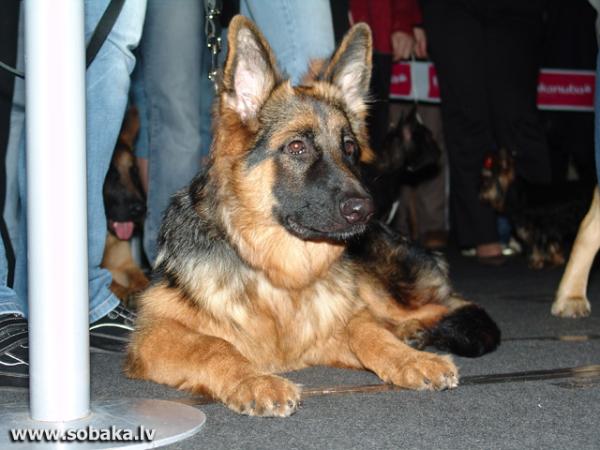 Teri no Daugavas Krasta