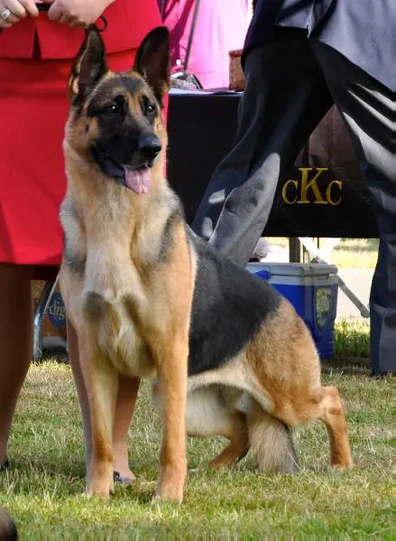 CH Sharobi's Sangiovese v Valley View