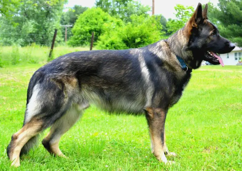 Rik Drago Von Youngerhaus