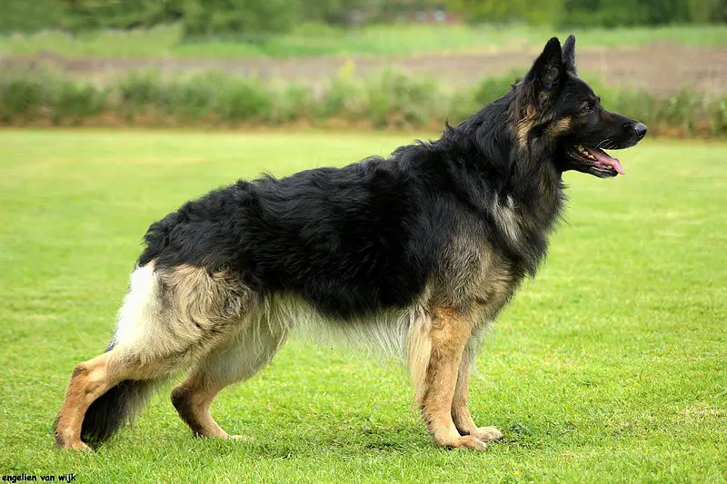 SG Draco von der Nibelungenburg