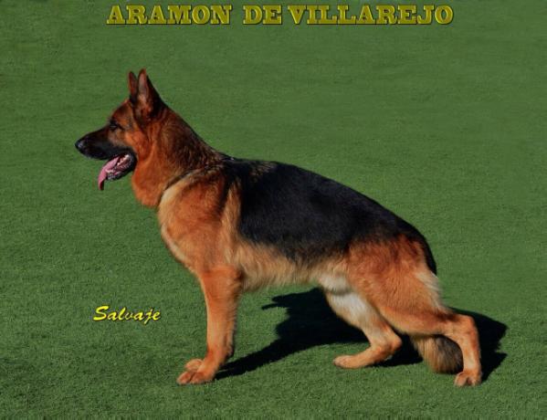 SG1 -(SPAIN 2011) Aramon de Villarejo