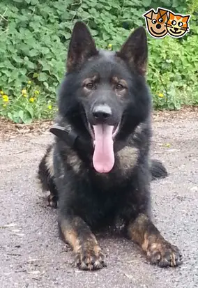 PPD Titus vom Saxonansgar