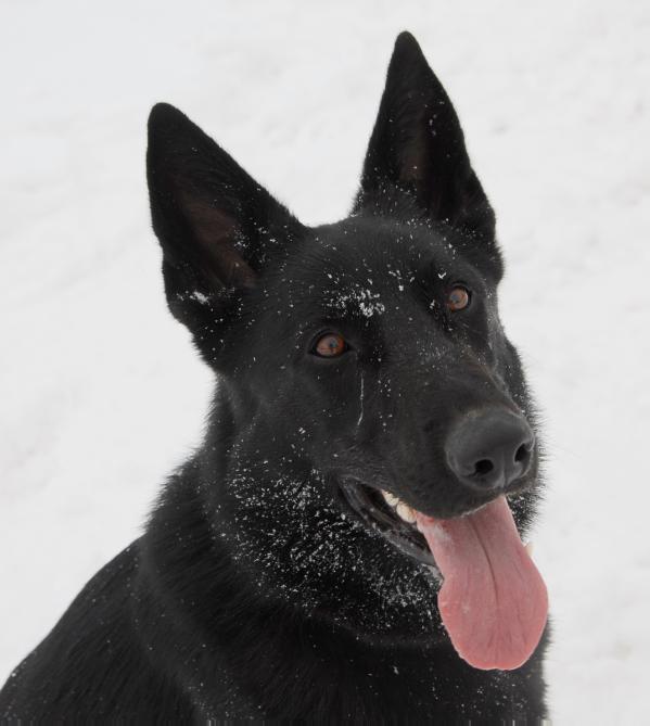 Vitara Vom Germelhaus