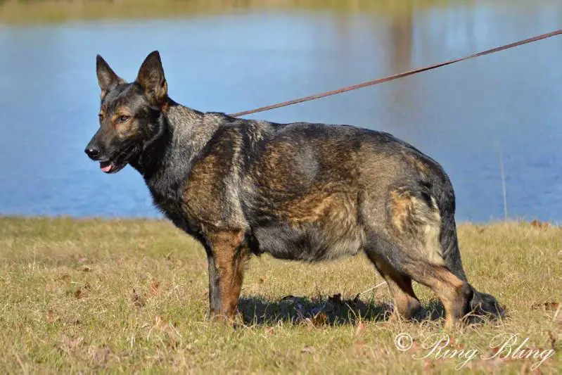 Aubrey vom Schwarzen Adler