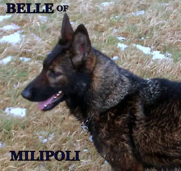 Belle of MILIPOLI