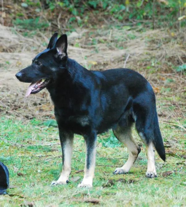 Sport-Dog Attaque