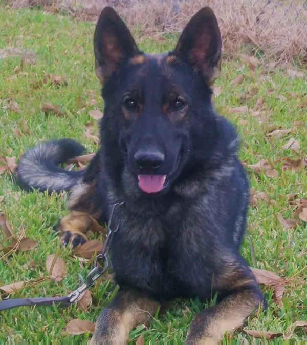 Oelmansdorfk Kingdom