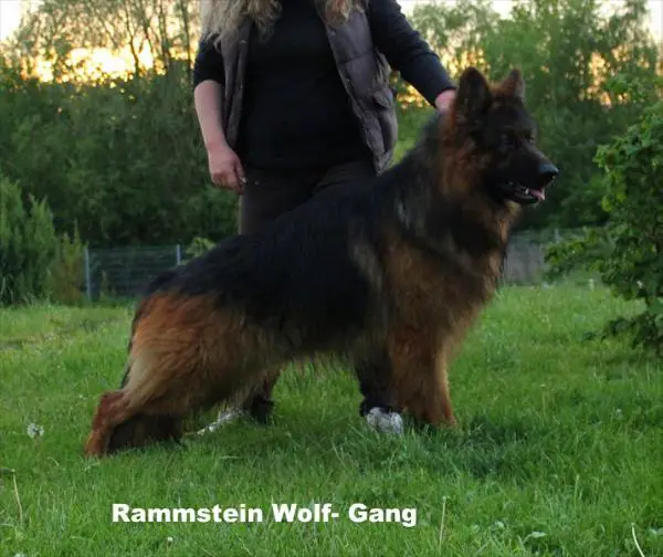 Rammstein Wolf-Gang