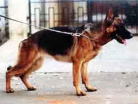 Quilla von der Fichtenspitze