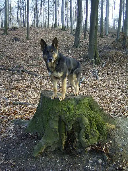 G Orka vom Erlenbusch