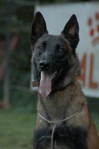 Tipoon des Contes d'Hoffmann