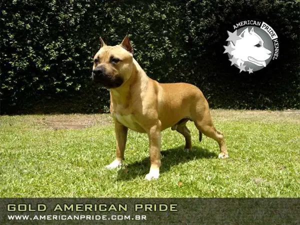 gold do american pride