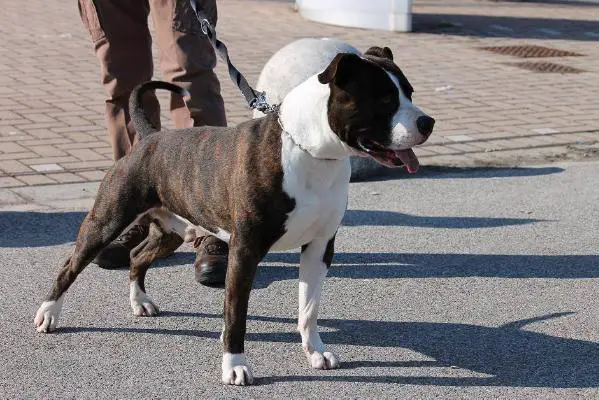 Mississippi Red Giove