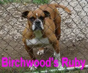 Birchwood's Ruby