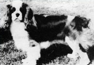 CH Homaranne Caption