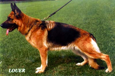 VA2 (BSZS) Connie vom Schwitterhook