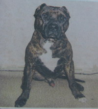 CH RUS Gai Gembol-Simurg