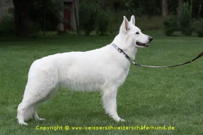 BOB-THÜRINGENPOKAL Lioness von der Nordhelle