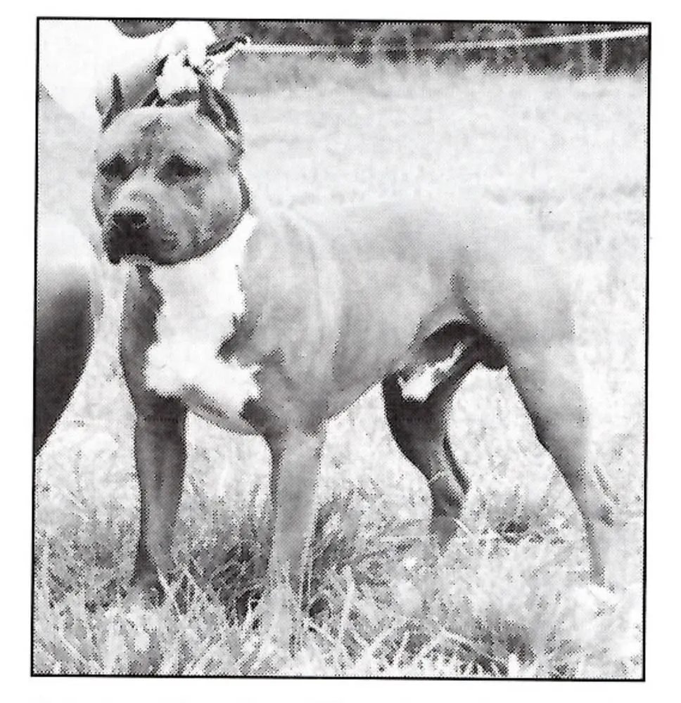 U-GRCH Tiftown's Red Hot Rocket