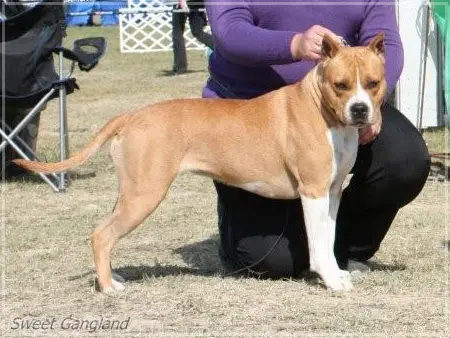 SRB CH,RCH,HJCH,HCH Angelica of Sweet Gangland