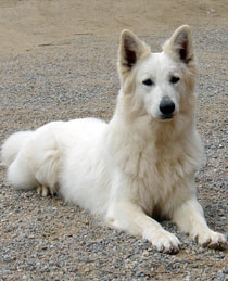 EJCH Cali du Domaine de Pegase