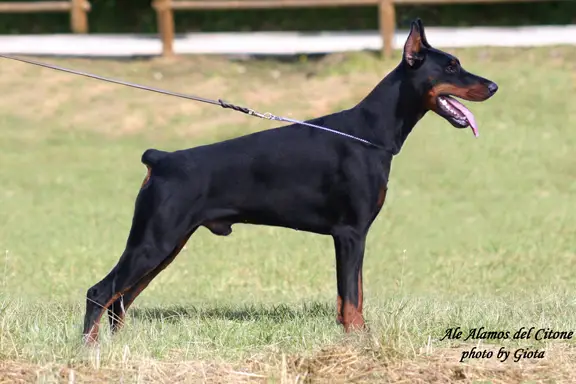 SPERANZA AIAD Ale' Alamos del Citone