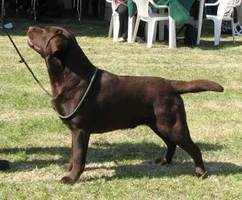 INT CH FIELD TRIALER Gromyko Herbu Zadora