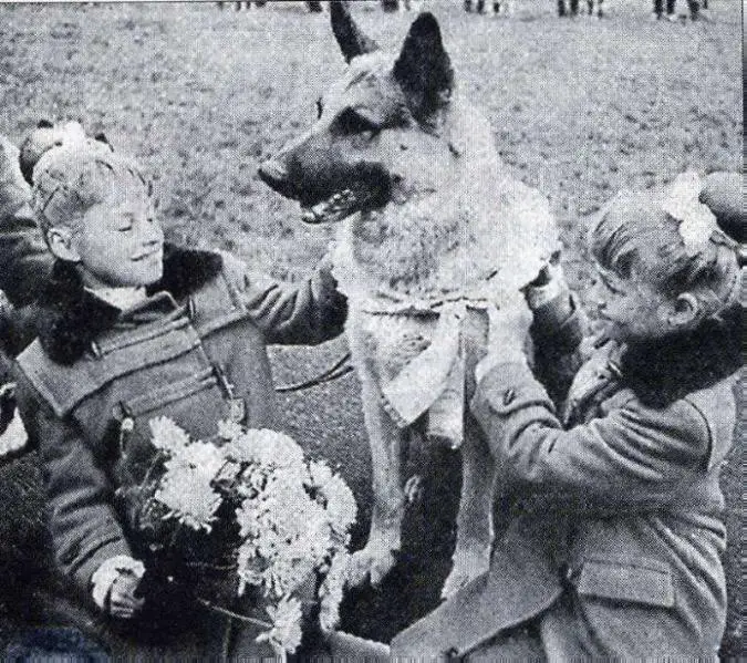 BSP Sieger 1951 & 1955 Ingo vom Lomborn